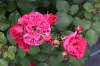 Brietta rose photo