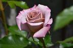 Grey Dove rose photo