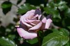 Grey Dove rose photo