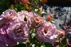 Grey Dove rose photo