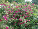 Tove Jansson rose photo