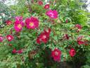 Tove Jansson rose photo