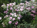 Sointu rose photo