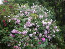 Sointu rose photo