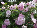 Sointu rose photo