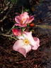 ALB21213P rose photo