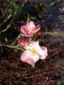 ALB21213P rose photo
