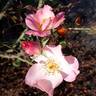 ALB21213P rose photo