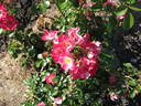 21SMFR01 rose photo