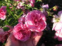 20ALFRO5 rose photo