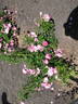 20ALFRO5 rose photo