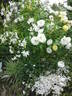 La Feuillerie rose photo