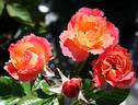 2016 S32 T42 TYPE2 rose photo