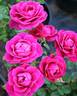 2016 S32 T91 rose photo