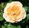 2016 S43 T42 TYPE1 rose photo