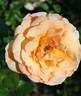2016 S43 T42 TYPE1 rose photo