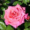 2016 S43 T42 TYPE2 rose photo