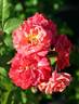 2016 S43 T158 rose photo