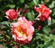 2016 S43 T158 rose photo