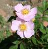 2016 S102 T172 rose photo