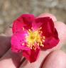 2016 S2 T17 TYPE1 rose photo