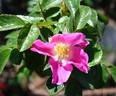 2016 S2 T17 TYPE2 rose photo