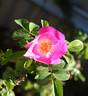 2016 S2 T17 TYPE3 rose photo