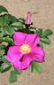 2016 S2 T82 rose photo