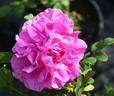 Andelicia de Beauchamp rose photo