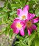 2016 S2 T106 rose photo