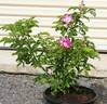 2016 S2 T106 rose photo