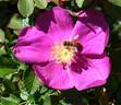 2016 S2 T132 rose photo