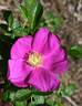 2016 S2 T132 rose photo