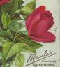 Rose d'Evian rose photo