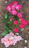 Miss Edith Cavell rose photo