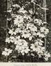 Lady Caroline Neville clematis photo