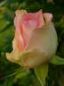 Gabriella Assirelli rose photo