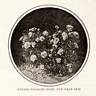 Minnie Francis rose photo