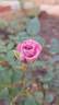 Lavender Kordana rose photo
