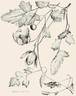<i>C. graveolens</i> Lindl. clematis photo