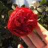 Canadian Shield™ rose photo