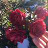 Canadian Shield™ rose photo