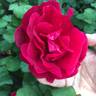 Cuthbert Grant rose photo