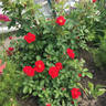 Hansaland ® rose photo