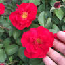 Hansaland ® rose photo
