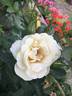 J.P. Connell rose photo