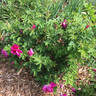 Michel Trudeau rose photo