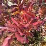 Michel Trudeau rose photo