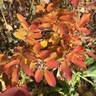 Michel Trudeau rose photo