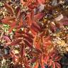 Michel Trudeau rose photo
